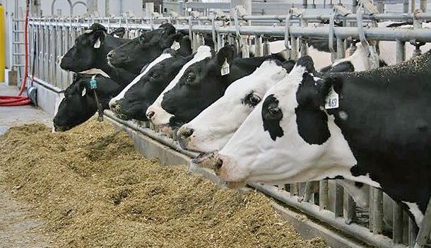 dairy cow feed
