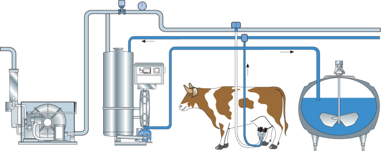 Cow Milking systems