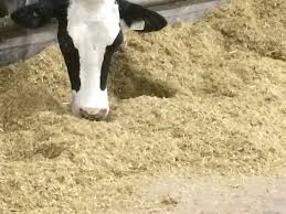 Cow Feed Efficiency