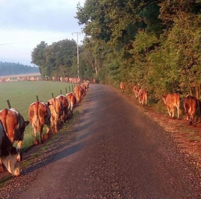 Design of dairy farm walkways