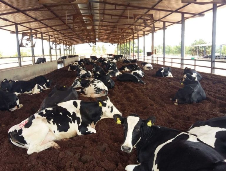 Compost and fertilizer